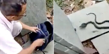 Müəllim şagirdin çantasından kobra tapdı – VİDEO