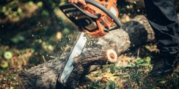 Bakıda qanunsuz ağac kəsən tikinti şirkətinə cinayət işi açılıb