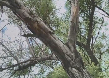 Ağacları qəsdən qurudan şirkətlə bağlı Baş Prokuroluğa – Müraciət edildi