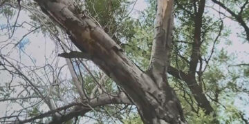 Ağacları qəsdən qurudan şirkətlə bağlı Baş Prokuroluğa – Müraciət edildi