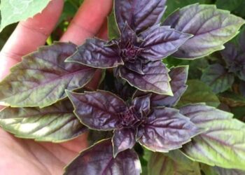 Reyhanda bakteriyaların inkişafını dayandıran birləşmələr var – Faydaları