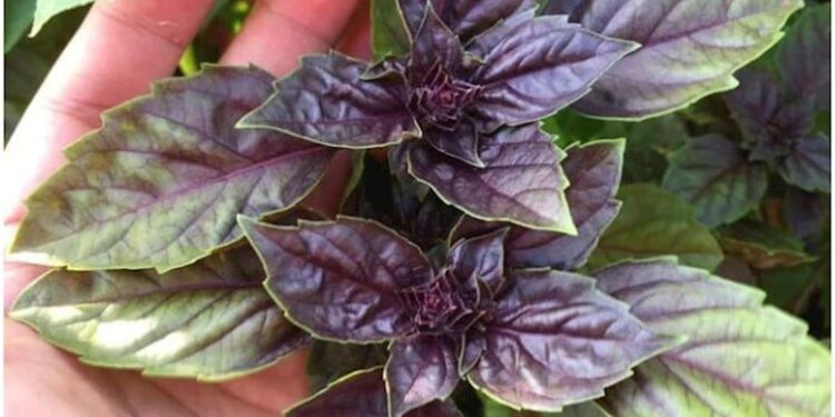 Reyhanda bakteriyaların inkişafını dayandıran birləşmələr var – Faydaları