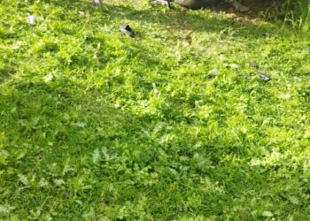 Cəlilabaddakı ağır yol qəzasında ölən və xəsarət alan şəxslərin kimliyi məlum olub