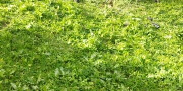 Cəlilabaddakı ağır yol qəzasında ölən və xəsarət alan şəxslərin kimliyi məlum olub