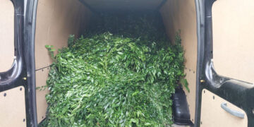 Astarada “Qırmızı kitab”a daxil olan bitkilərin kəsilməsi halları aşkarlanıb – FOTO