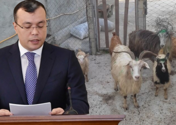 Nazirin əmri ilə verilən keçilər öldü – Məşğulluq Mərkəzi heyvanları tələb edir