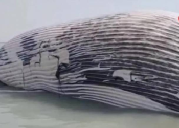 Mavi balina sahildə partladı – Əhaliyə uzaqlaşdırma əmri verildi (VİDEO)