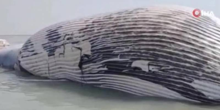 Mavi balina sahildə partladı – Əhaliyə uzaqlaşdırma əmri verildi (VİDEO)