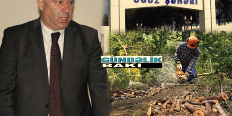 Oğuzun icra başçısı Eyvaz Qurbanov rayondakı meşələri məhv edir… – İcra başçısının qardaşı Mahir Qurbanov rayonun daş, qum, çınqılını satmaqla məşğuldur…