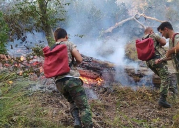 Cəlilabadda meşəni qəsdən yandıran şəxs SAXLANILDI