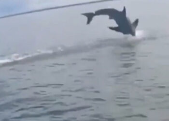 Qarmağına köpəkbalığı keçən balıqçı son anda qurtuldu – VİDEO