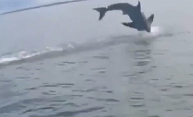 Qarmağına köpəkbalığı keçən balıqçı son anda qurtuldu – VİDEO