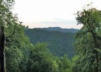 Hirkan meşələri UNESCO-nun Ümumdünya İrs Siyahısına daxil edilib – VİDEO