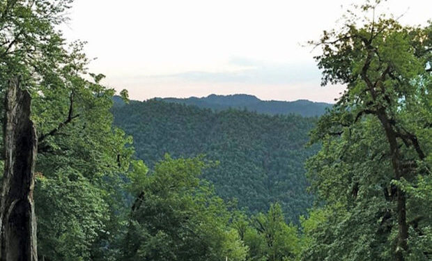 Hirkan meşələri UNESCO-nun Ümumdünya İrs Siyahısına daxil edilib – VİDEO