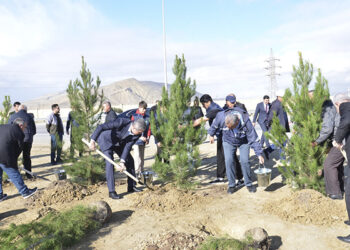 Qaradağda ağacəkmə aksiyası keçirilib – Fotolar