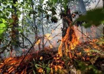 Lerikdə dağlıq-meşəlik ərazi yanır: Güclü külək yanğının qarşısını almağa maneə törədir – YENİLƏNİB