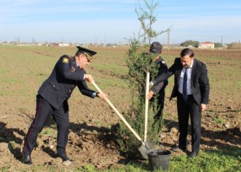 Cəlilabadda növbəti dəfə ağacəkmə aksiyası keçirilib-Foto