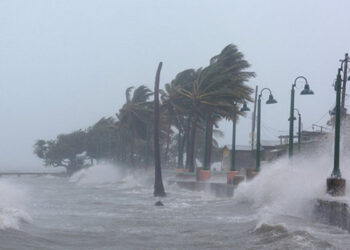 Qasırğa akvarium-muzeyi dağıtdı – 800 heyvan öldü