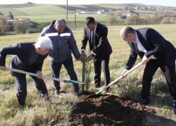 Cəlilabadda ağacəkmə aksiyası – Fotolar