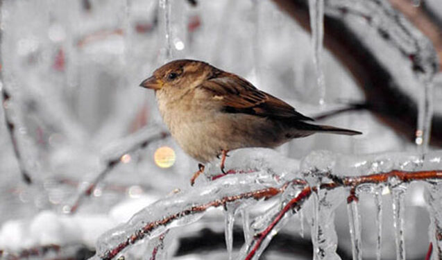 Temperatur 3-6 ° enəcək – Şaxta olacaq