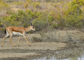 Ceyrançölün ceyransız qalan çölləri – VİDEO