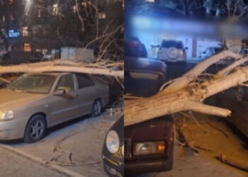 Bakıda irigövdəli ağac avtomobillərin üzərinə aşıb – VİDEO