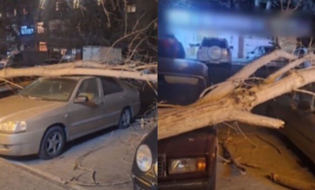 Bakıda irigövdəli ağac avtomobillərin üzərinə aşıb – VİDEO