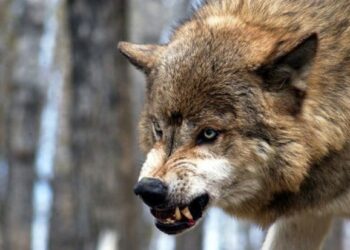 Zaqatalada canavar mal-qaraya hücum edib – FOTO