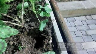 Cəlilabadda parkdan gül dibçəkləri oğurlayan şəxslər saxlanılıb