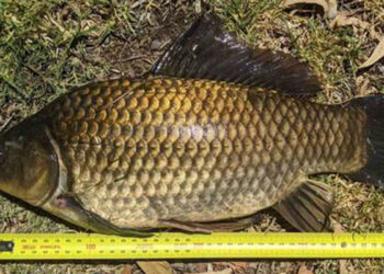 Dünyanın ən uzun qızıl balığı tutuldu