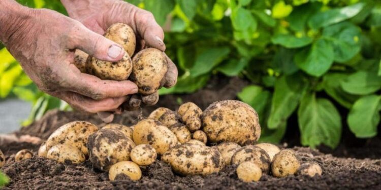 Cəlilabad  Cəlilabadda faraş kartofun qiyməti kəskin ucuzlaşıb, fermerlər narazıdır