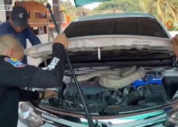 Avtomobildən 16 kilo ağırlığında zəhərli ilan tapıldı – Foto