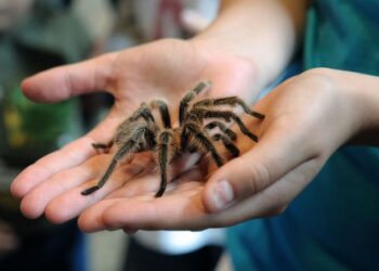 Azərbaycanda öldürücü hörümçəklər satışa çıxarıldı – VİDEO