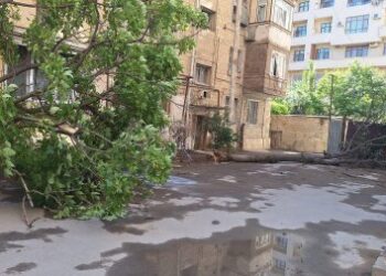 Yasamalda ağacların kökündən qopması ilə bağlı MÜƏMMA… – Külək, yoxsa MTK?