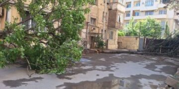 Yasamalda ağacların kökündən qopması ilə bağlı MÜƏMMA… – Külək, yoxsa MTK?