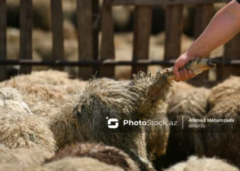 Türkiyədə bayram günü qurban kəsərkən 16 min insan xəsarət alıb