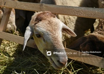 Bayramqabağı mal bazarında vəziyyət: Dana 2 000, quzu 500, dəvə 6 000 manatdır