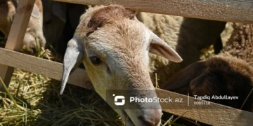 Bayramqabağı mal bazarında vəziyyət: Dana 2 000, quzu 500, dəvə 6 000 manatdır