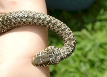 Moruq yığan qadını ilan sancıb öldürdü