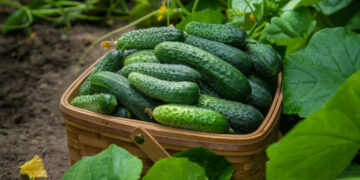 Hər gün xiyar yesək, orqanizmdə nə baş verər?