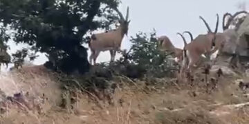 Zəngilanda maraqlı görüntü – Video