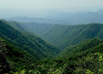 Hirkan Milli Parkının direktoru saxlanılıb