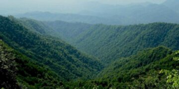 Hirkan Milli Parkının direktoru saxlanılıb