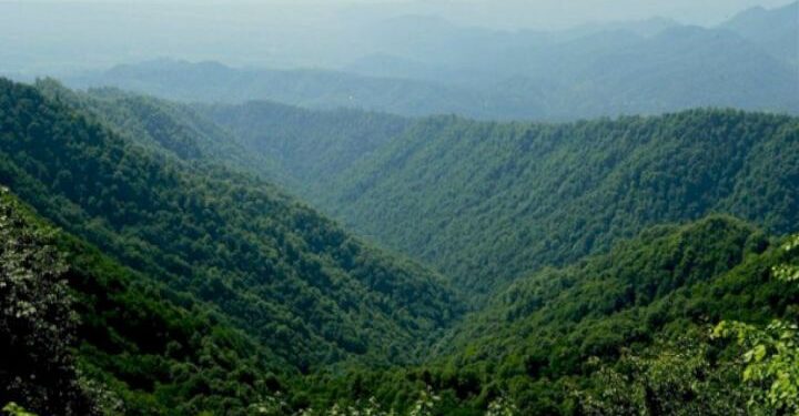 Hirkan Milli Parkının direktoru saxlanılıb