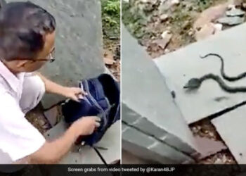 Müəllim şagirdin çantasından kobra tapdı – VİDEO