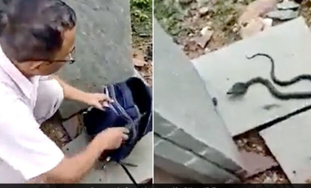 Müəllim şagirdin çantasından kobra tapdı – VİDEO