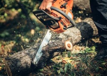 Bakıda qanunsuz ağac kəsən tikinti şirkətinə cinayət işi açılıb