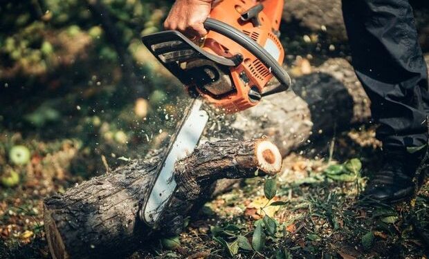 Bakıda qanunsuz ağac kəsən tikinti şirkətinə cinayət işi açılıb