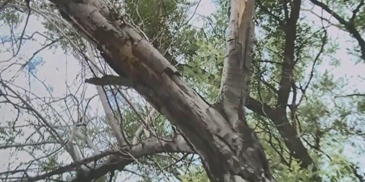 Ağacları qəsdən qurudan şirkətlə bağlı Baş Prokuroluğa – Müraciət edildi