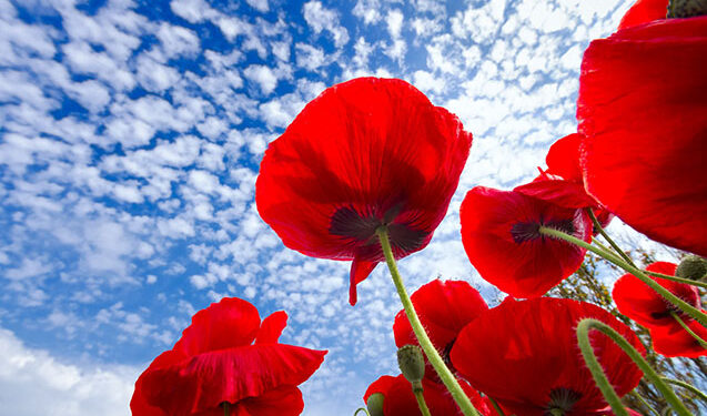 Sabah bəzi yerlərdə 25° isti olacaq